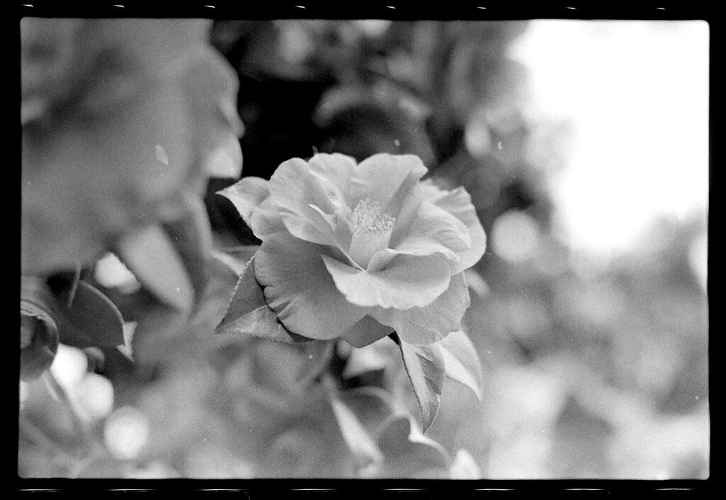 A flower